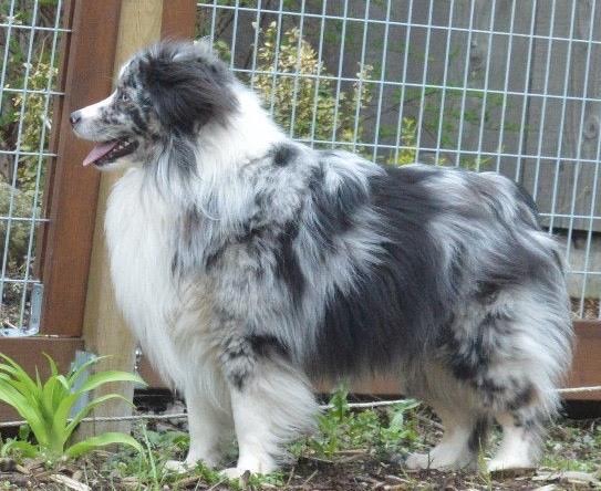 Blue merle mini aussie