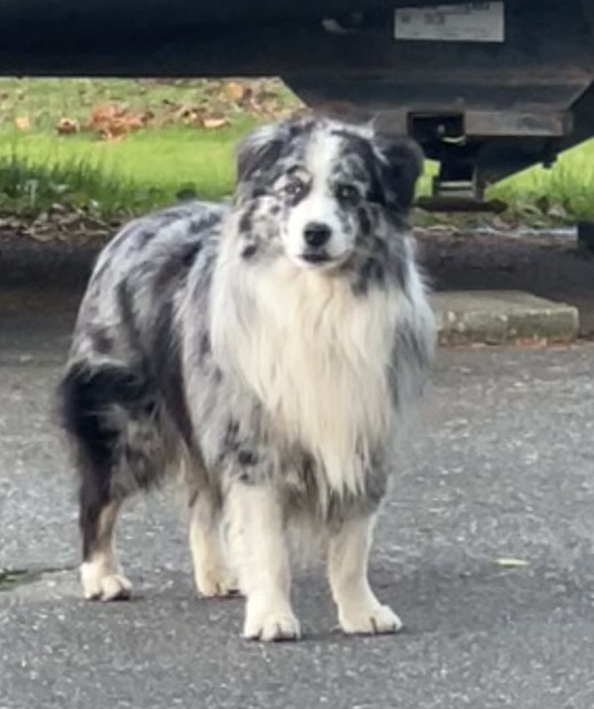 Blue merle mini aussie