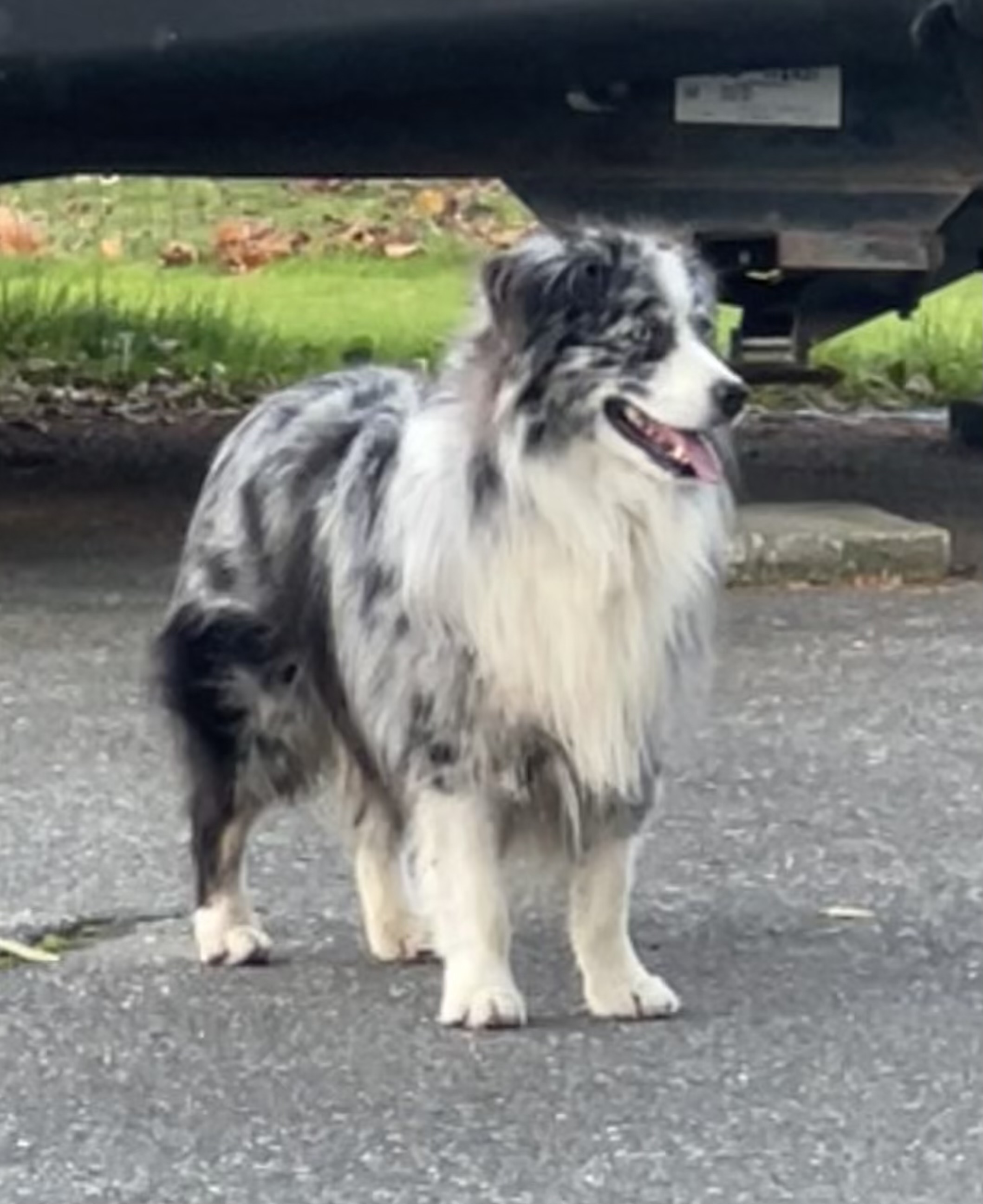 Blue merle mini aussie