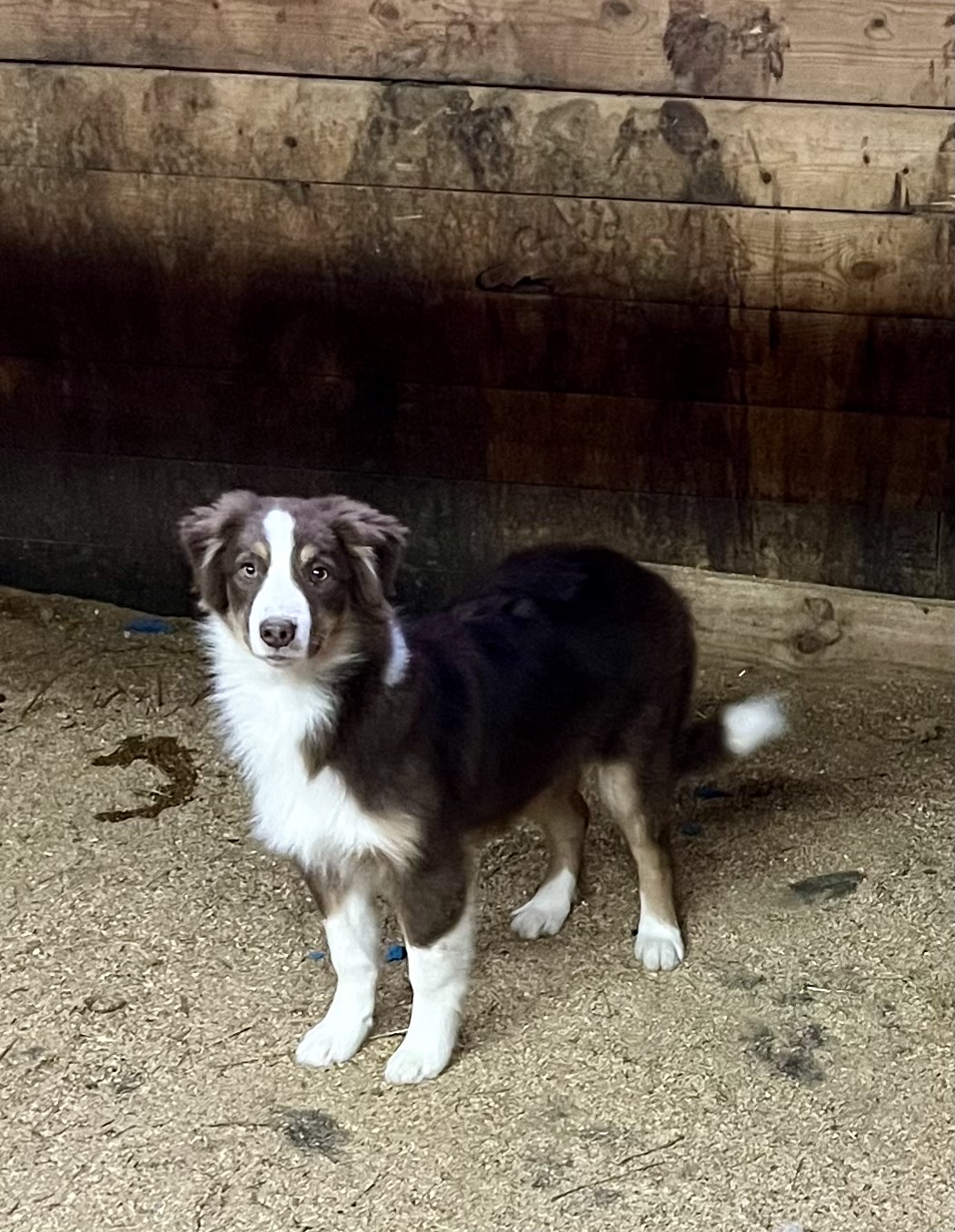 Female mini aussie
