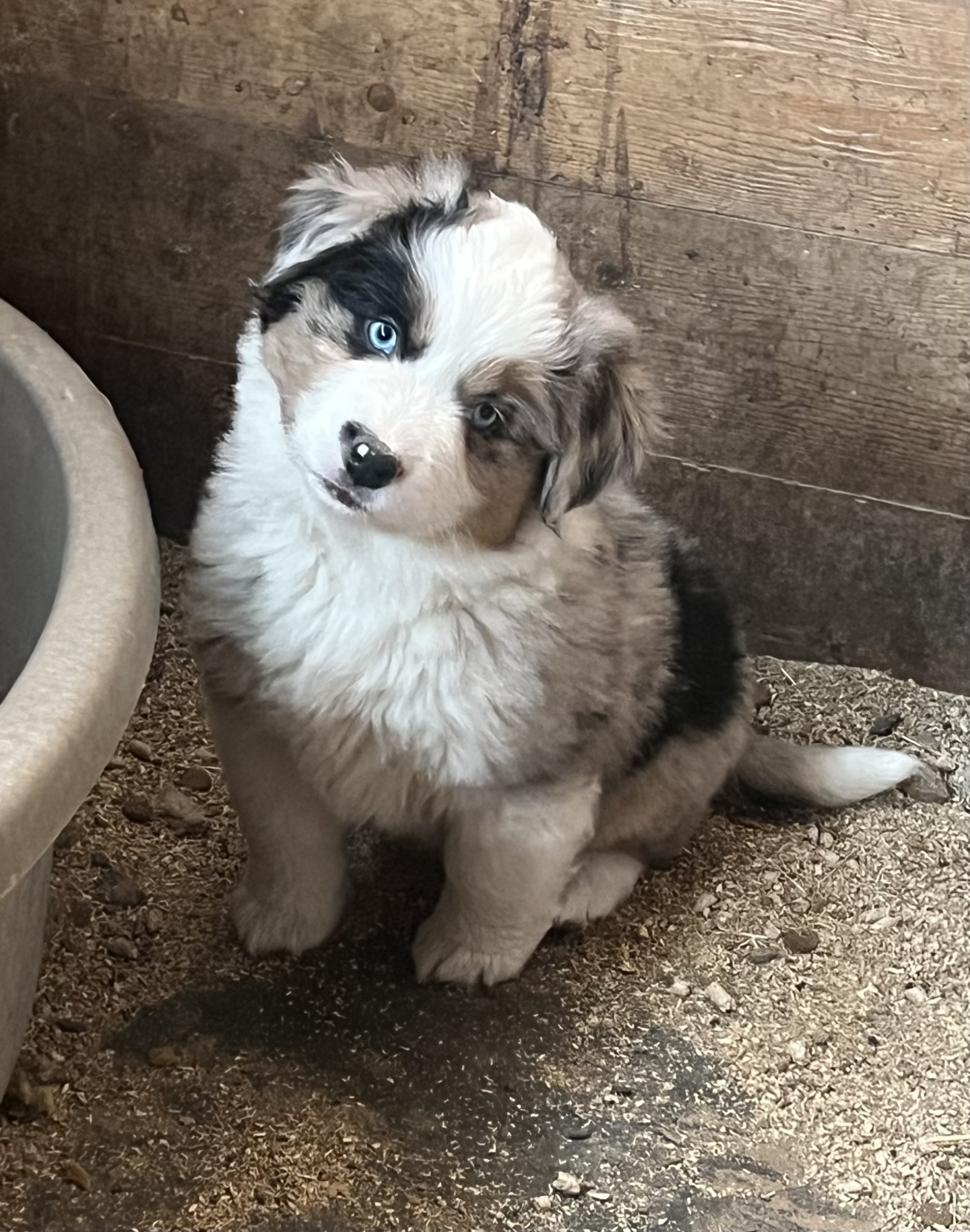 Available puppy