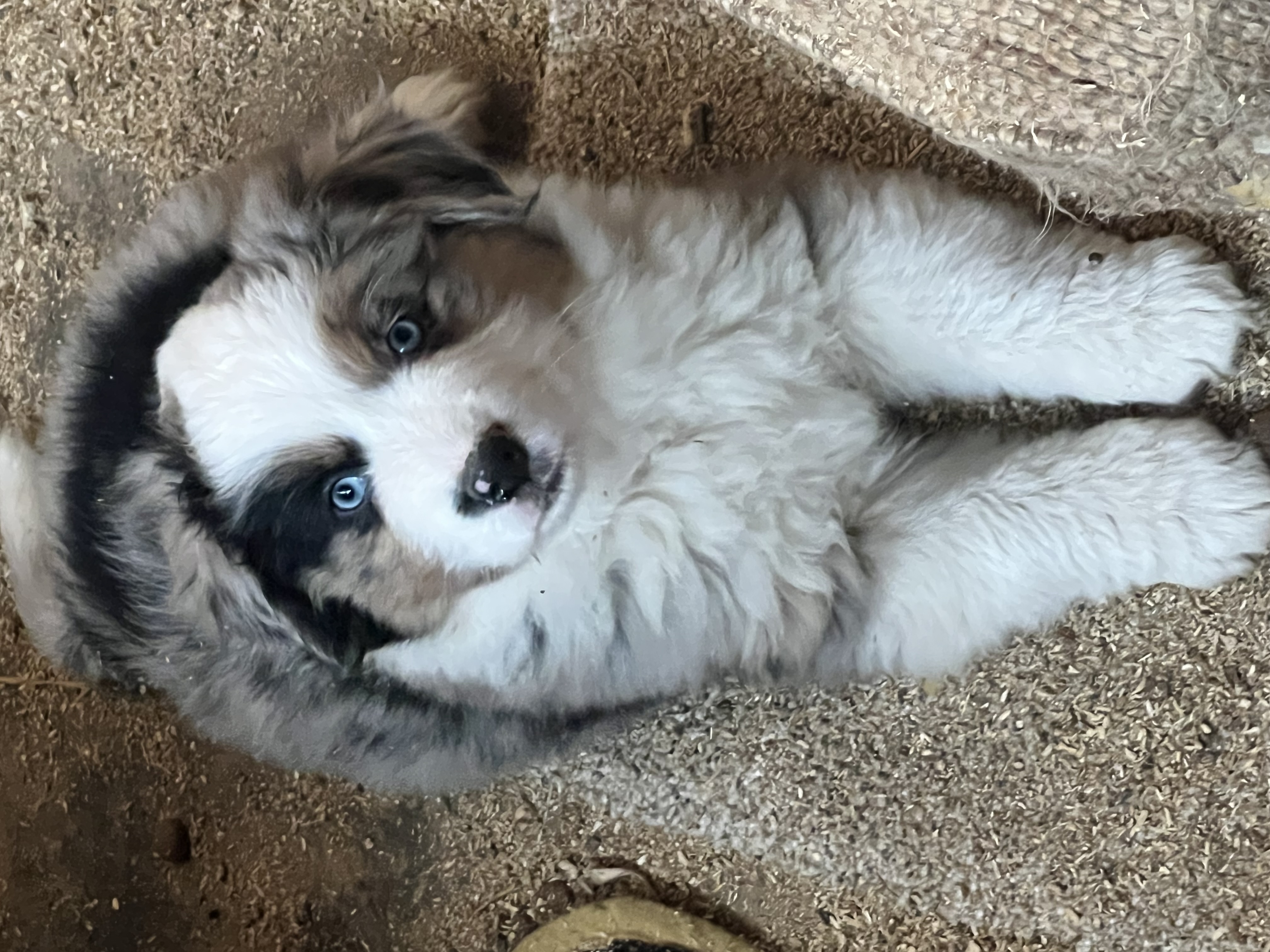 Available puppy