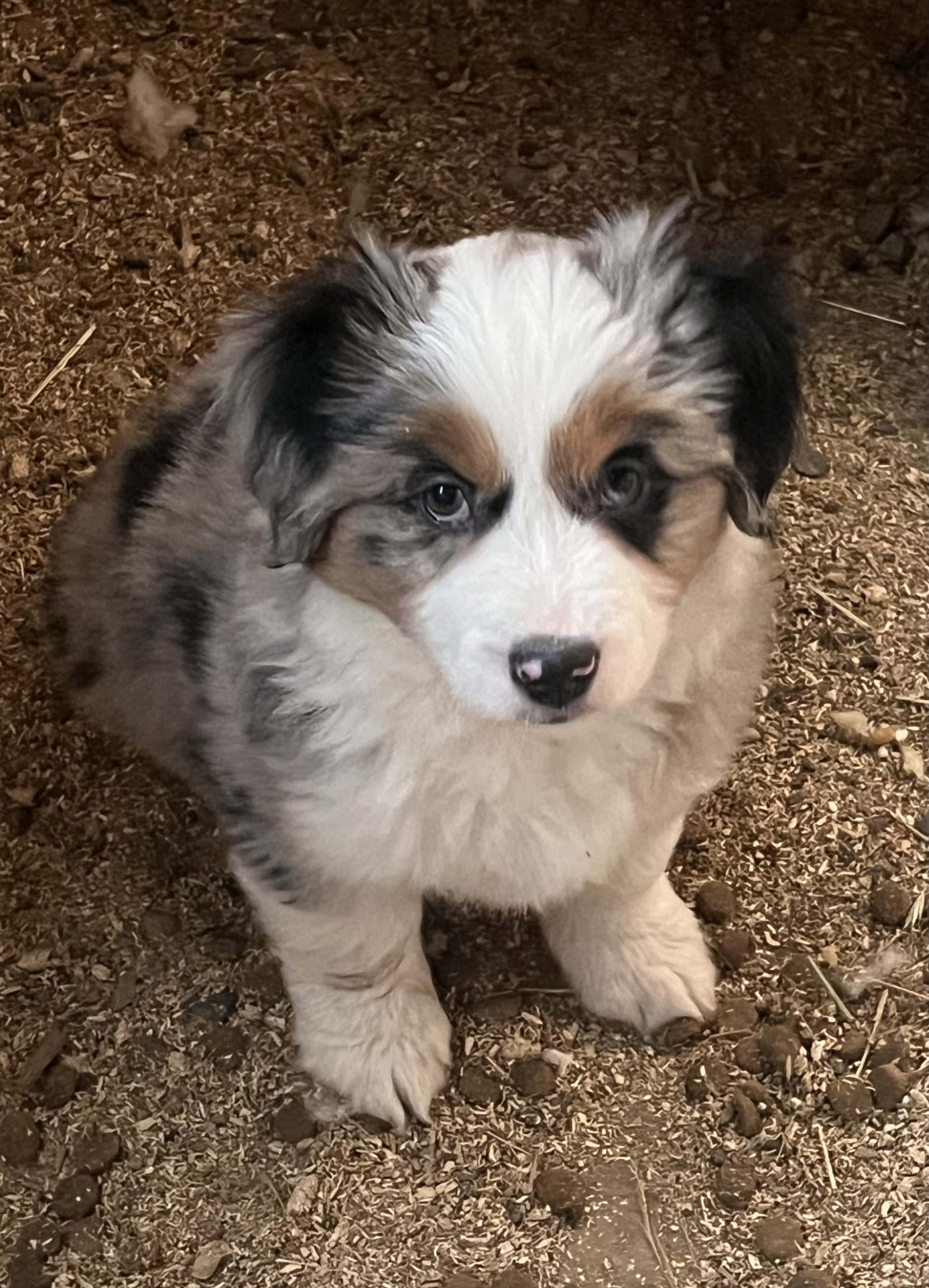 Available puppy