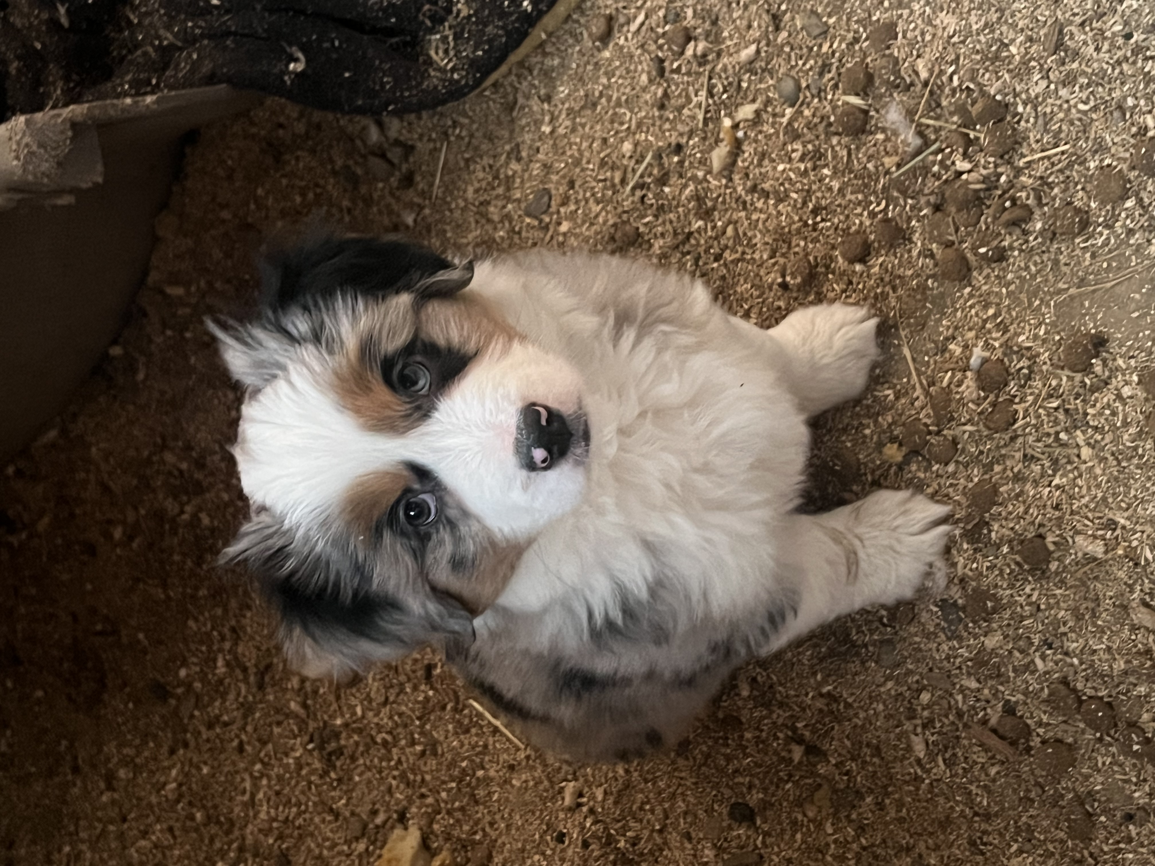Available puppy