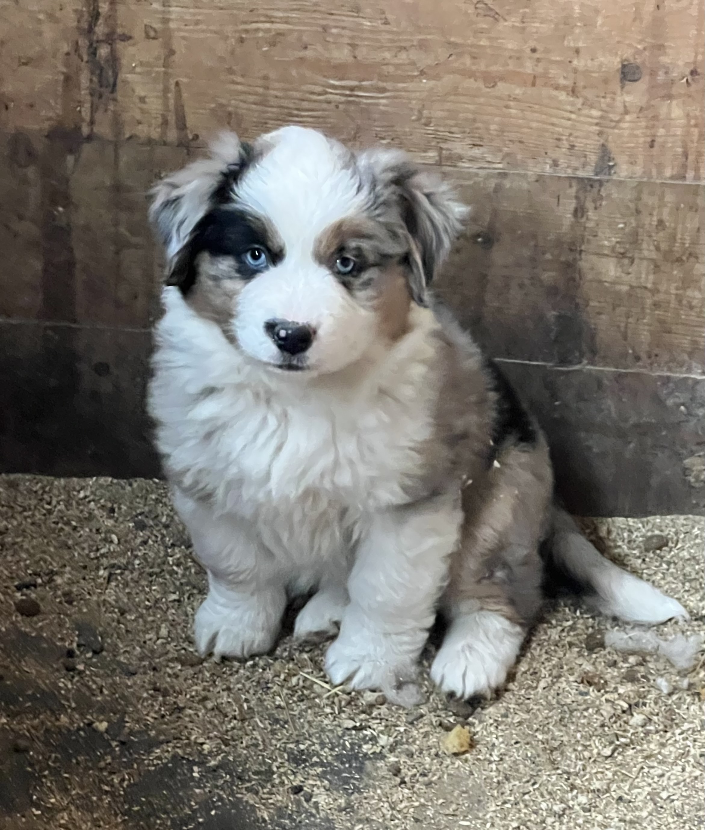 Available puppy
