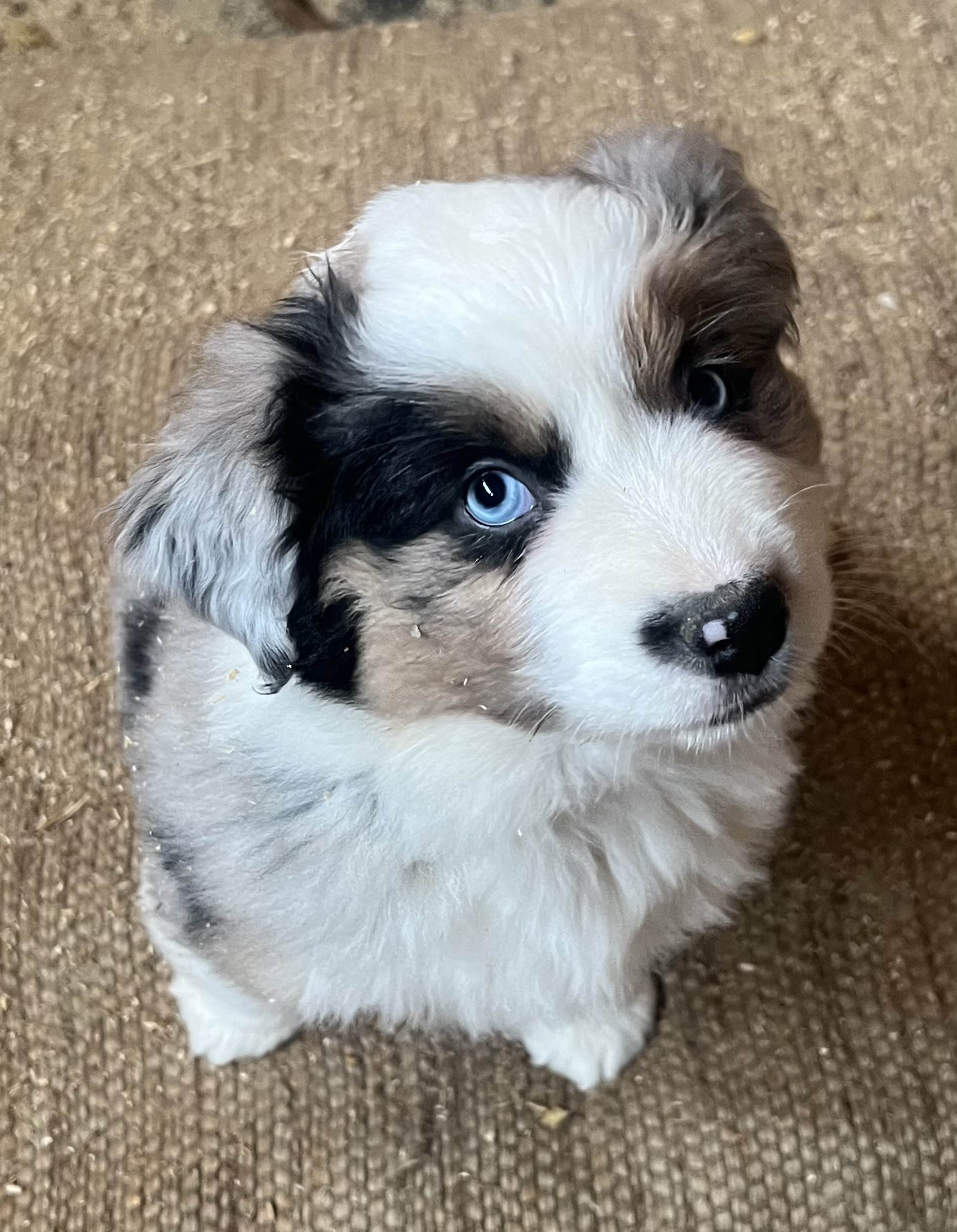 Available puppy