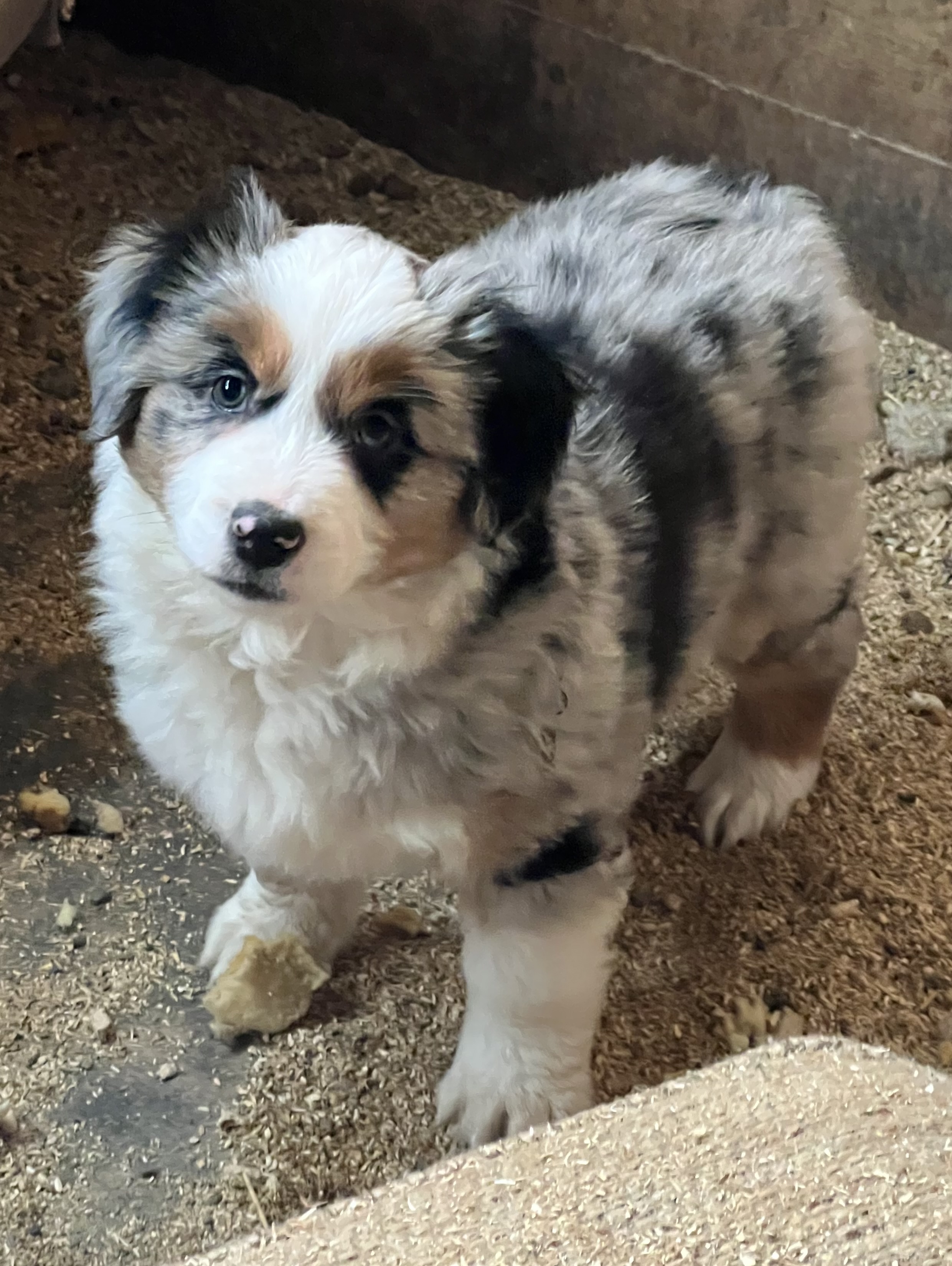 Available puppy
