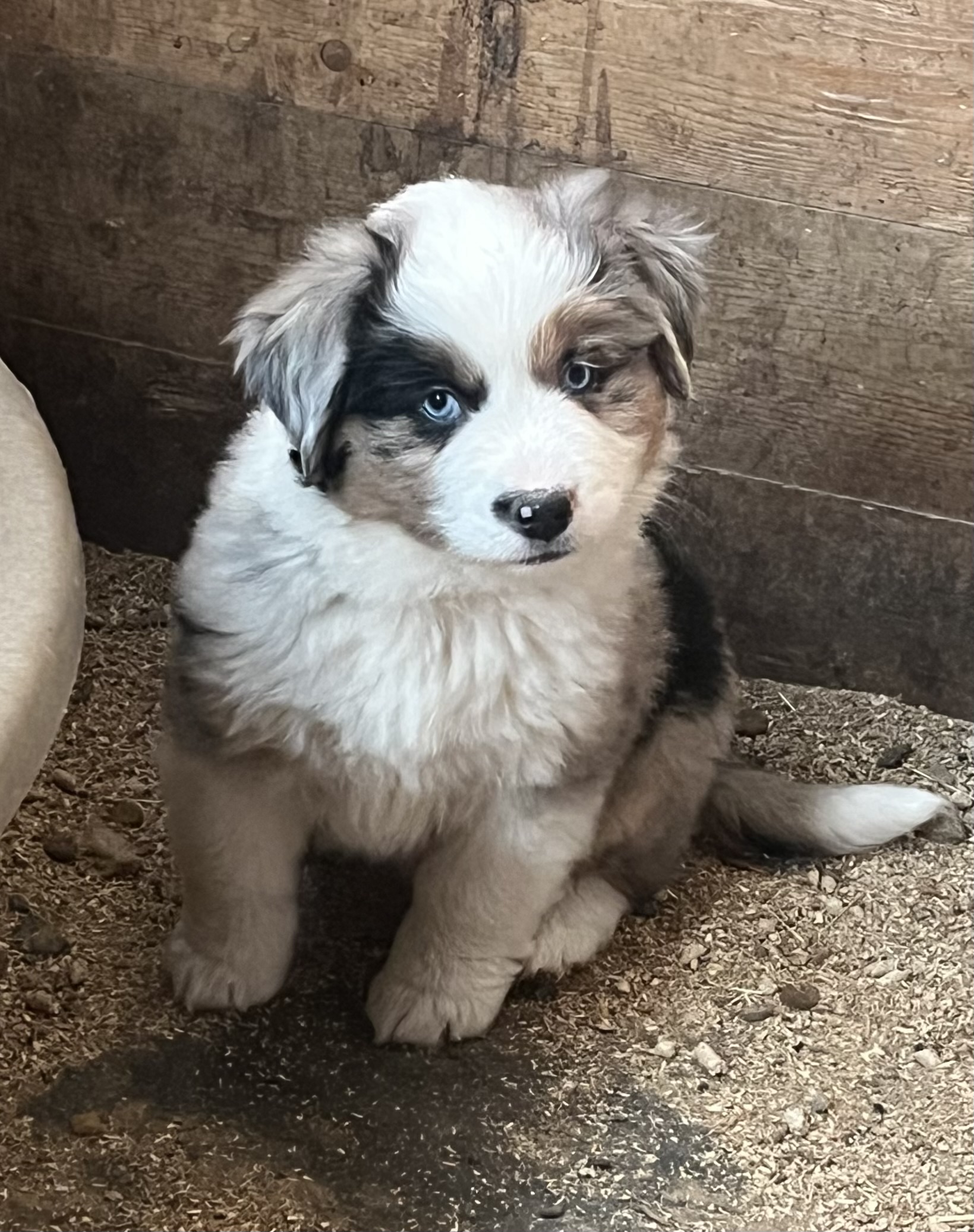 Available puppy
