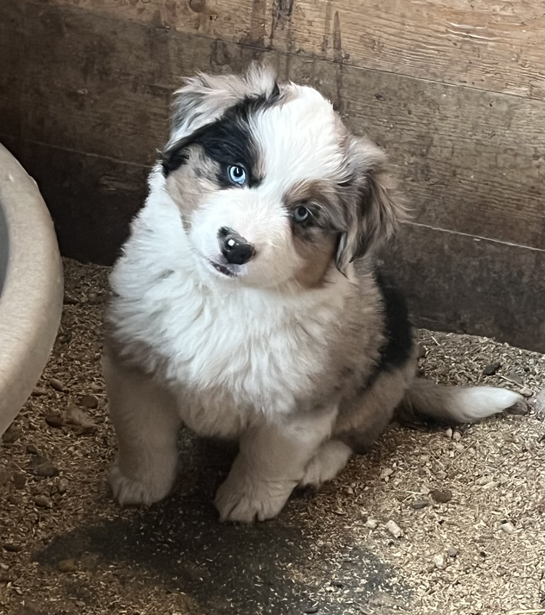 Available puppy