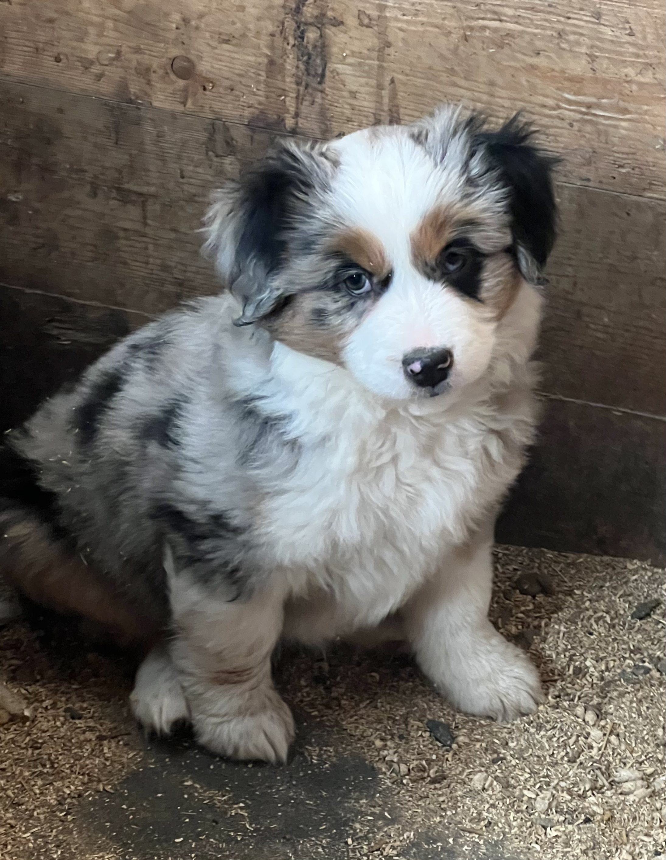 Available puppy