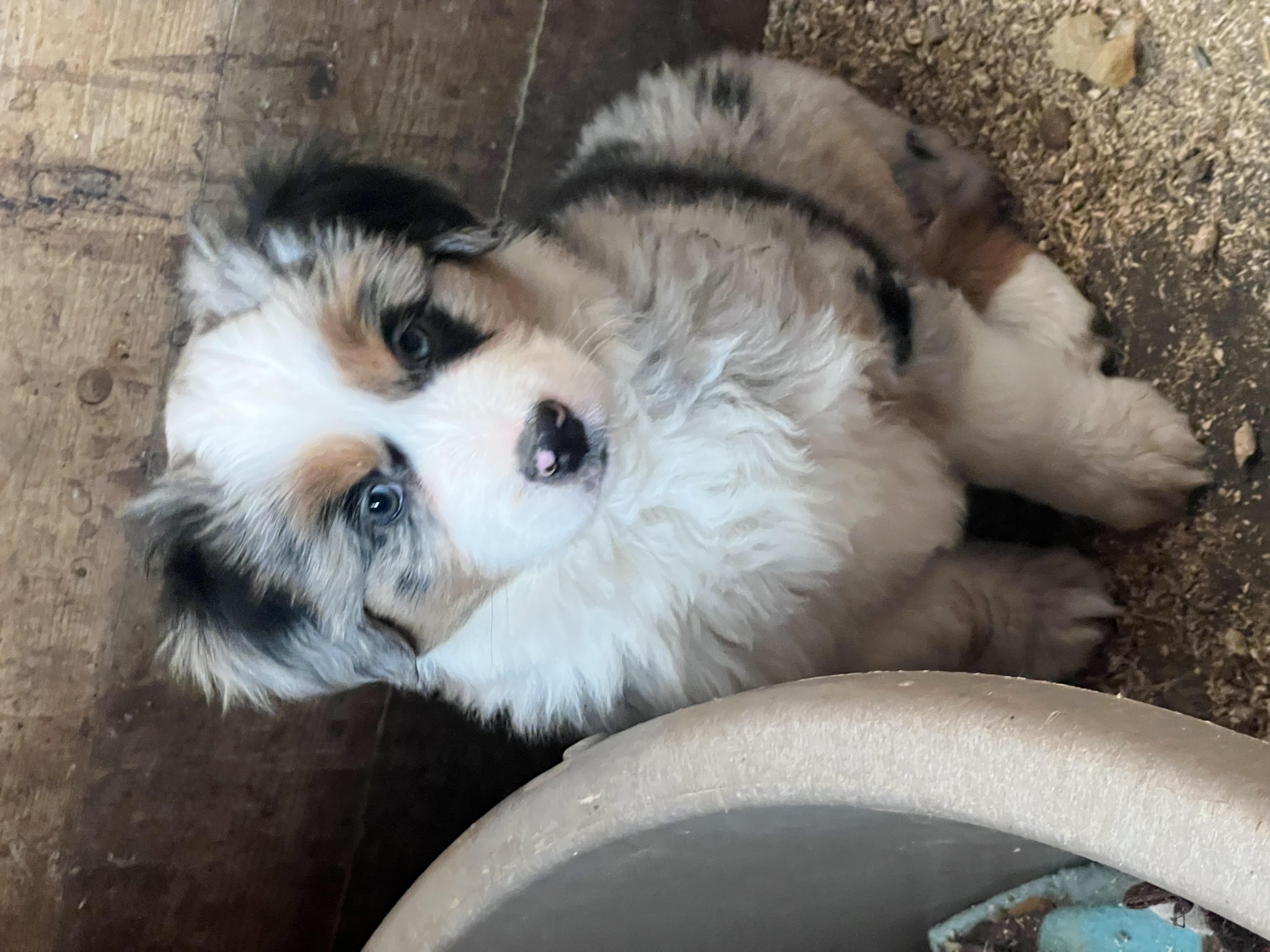 Available puppy