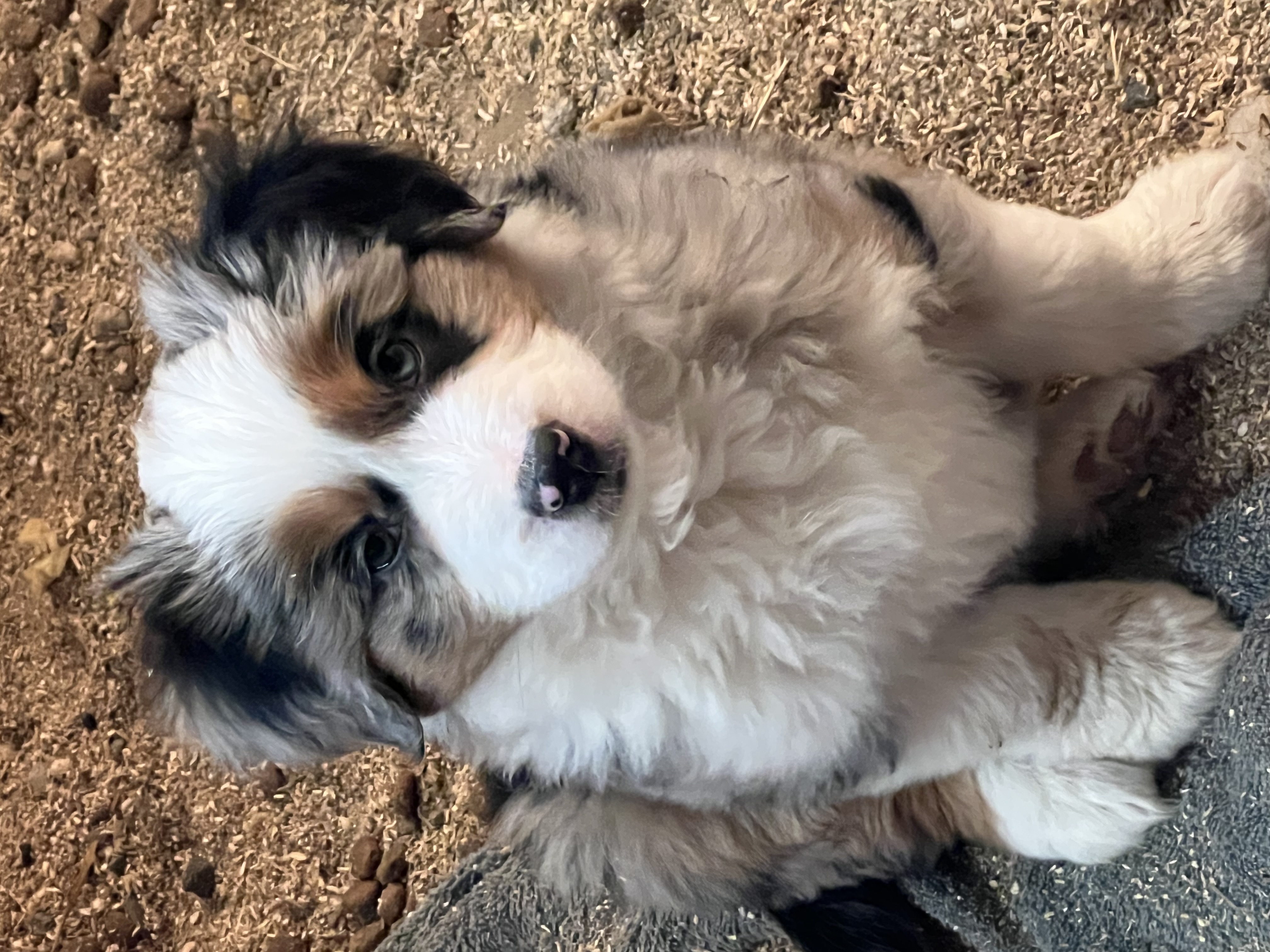 Available puppy