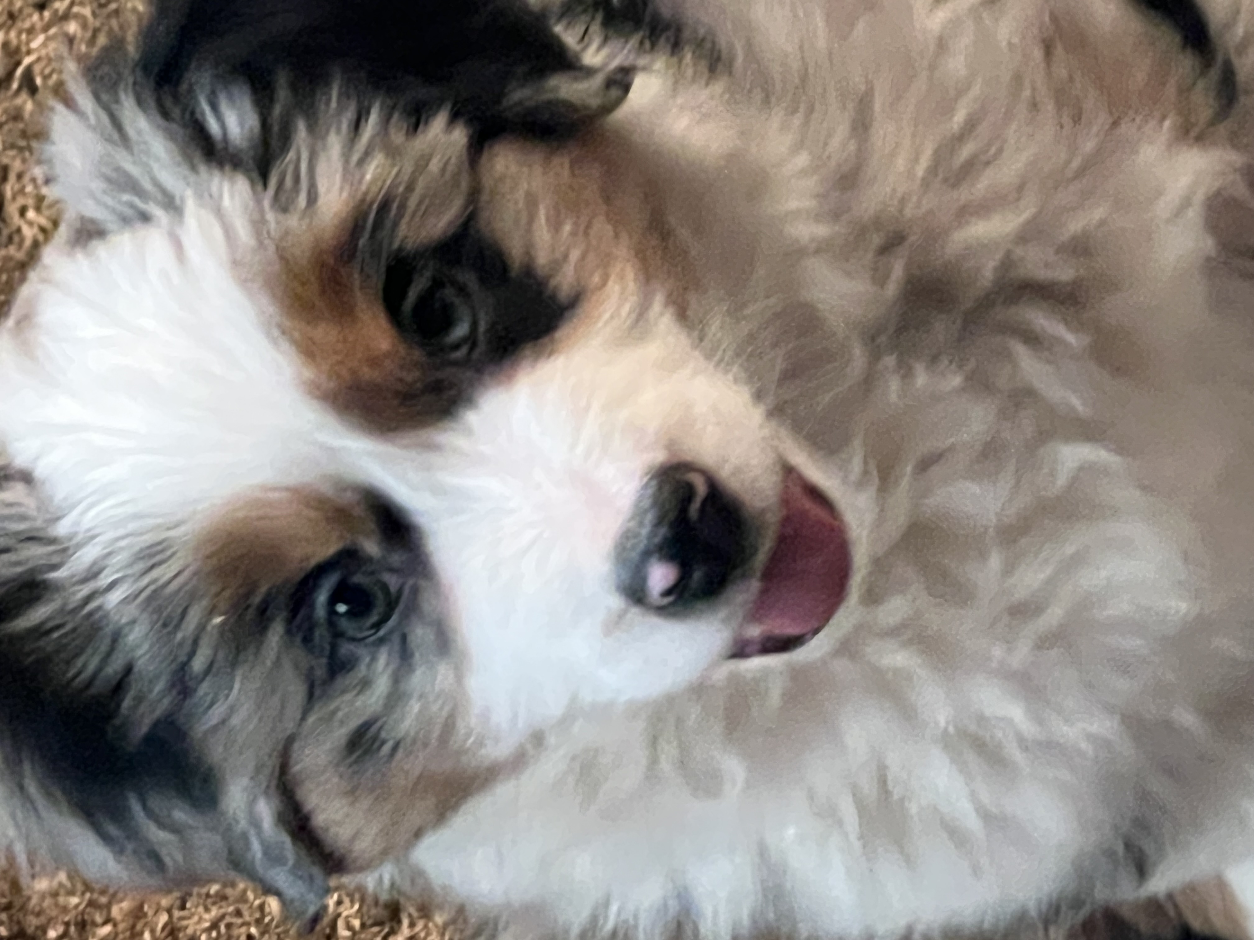 Available puppy