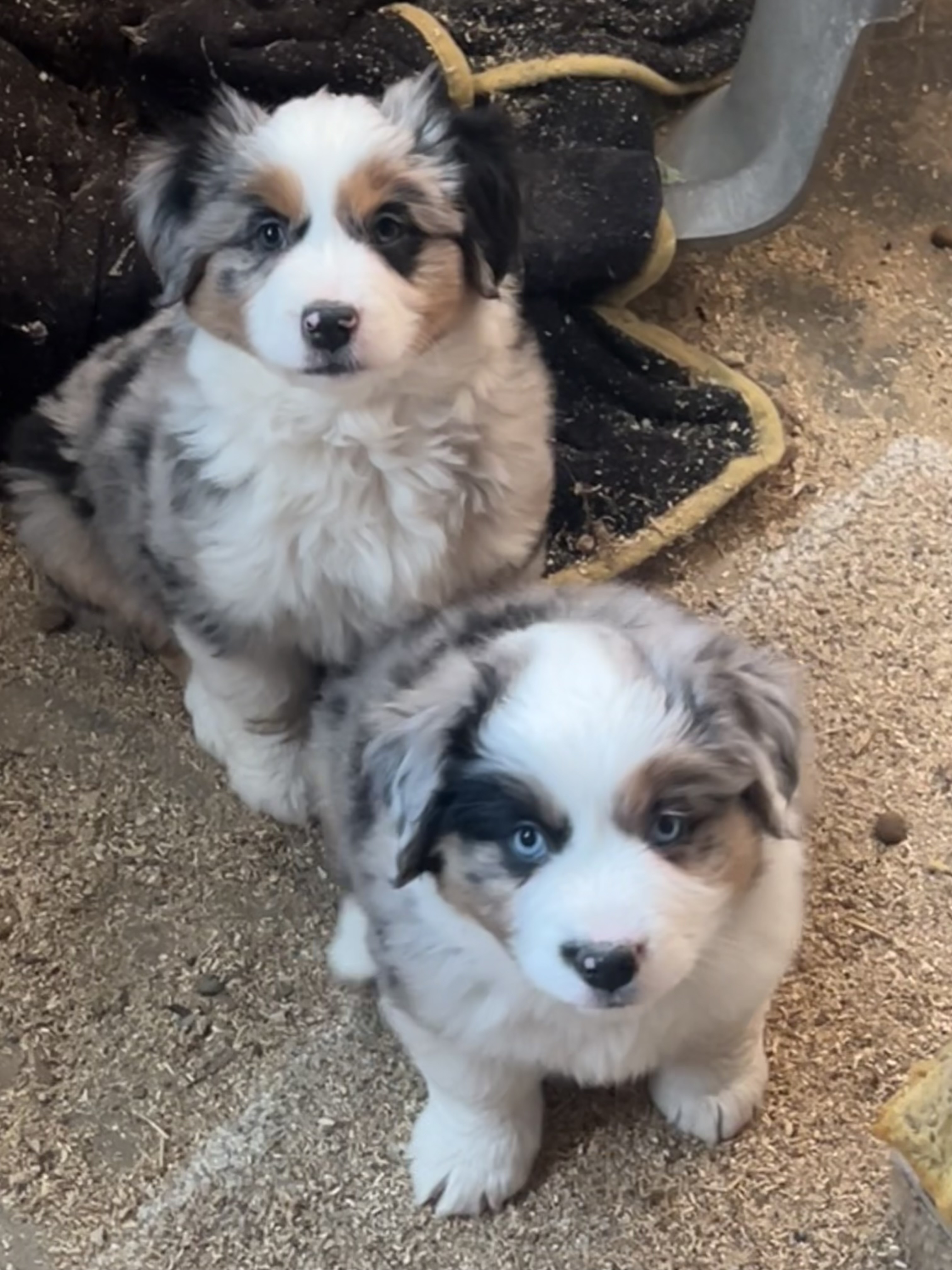 Available puppy