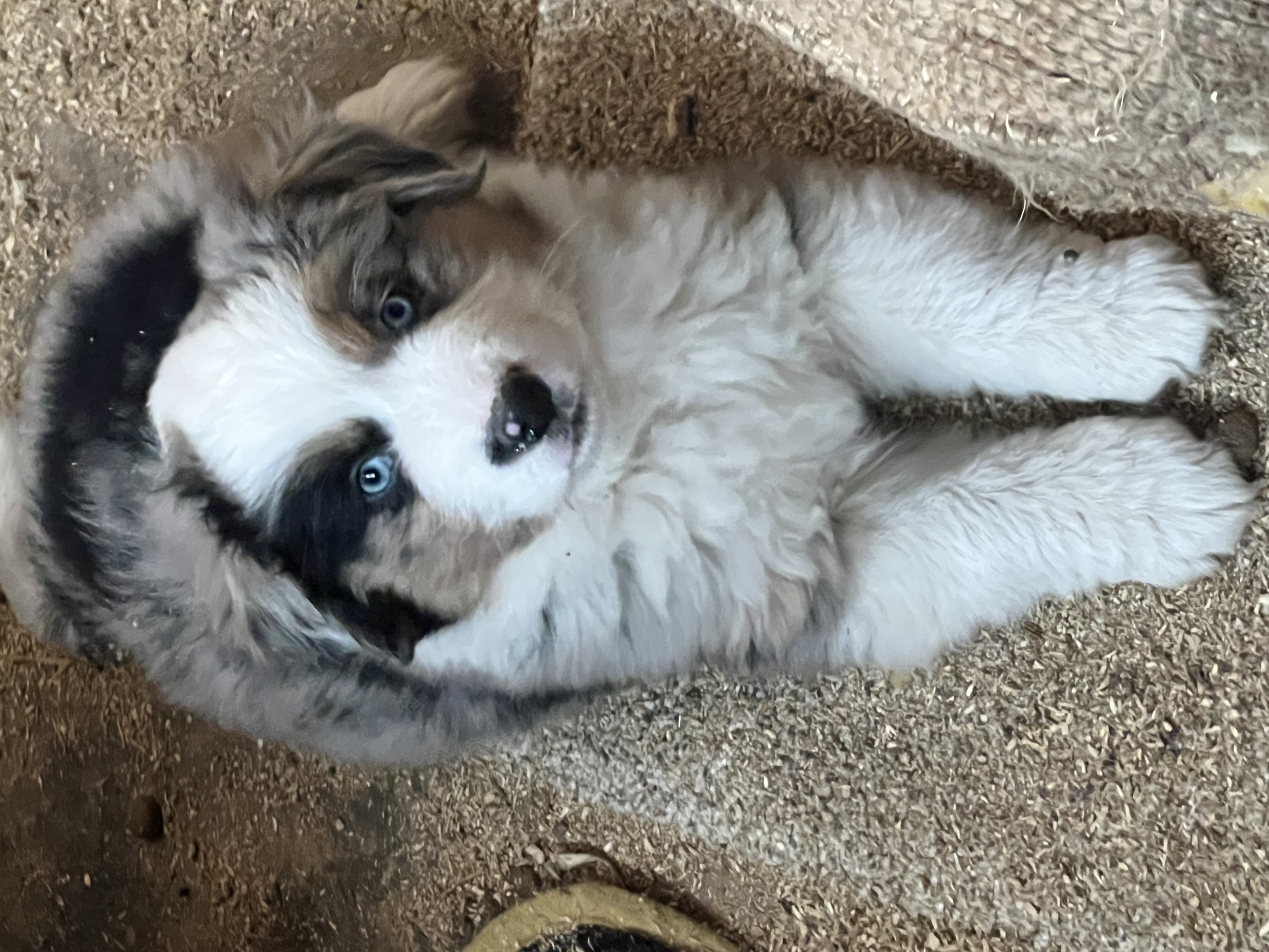 Available puppy