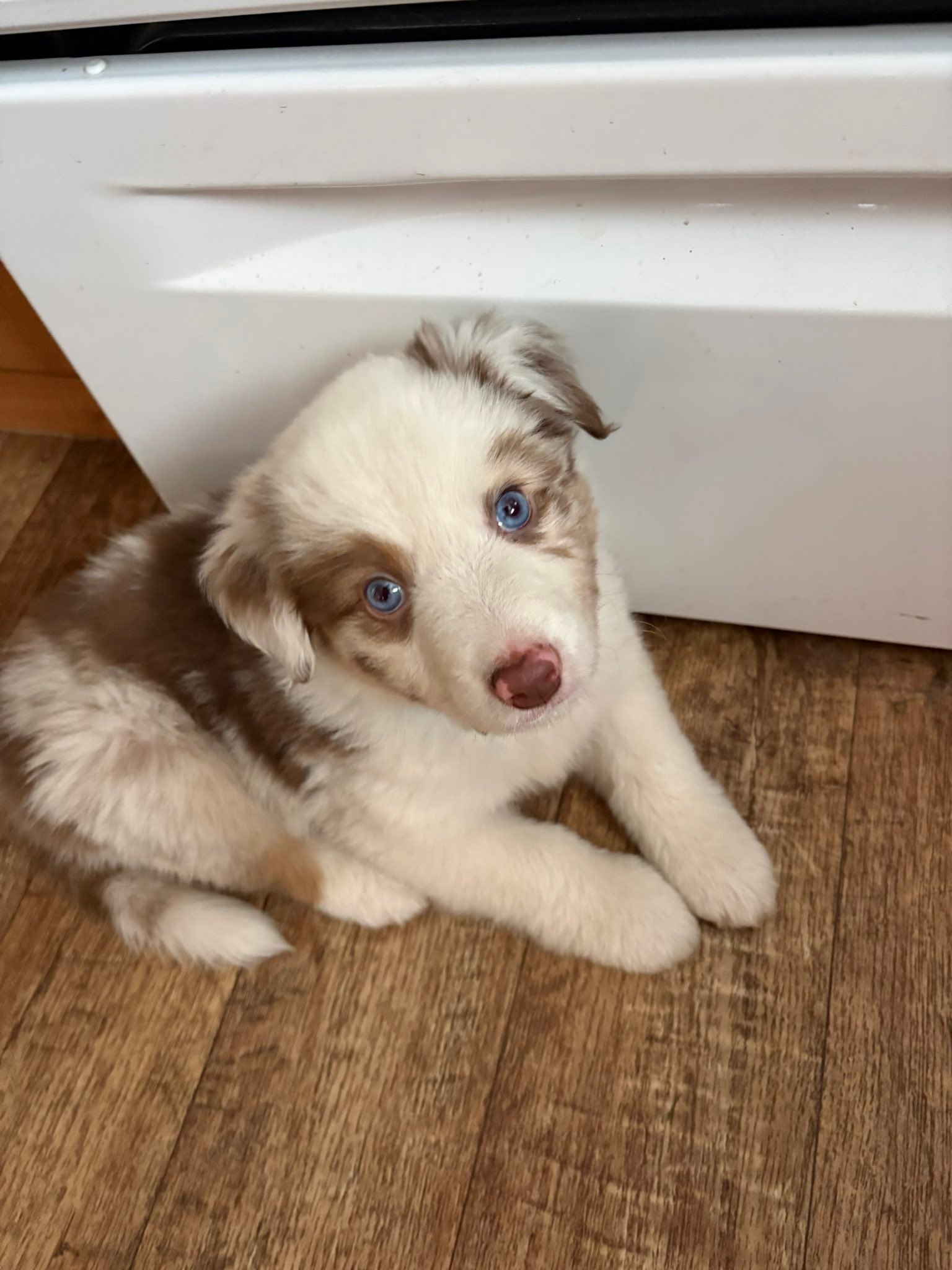 Past puppy