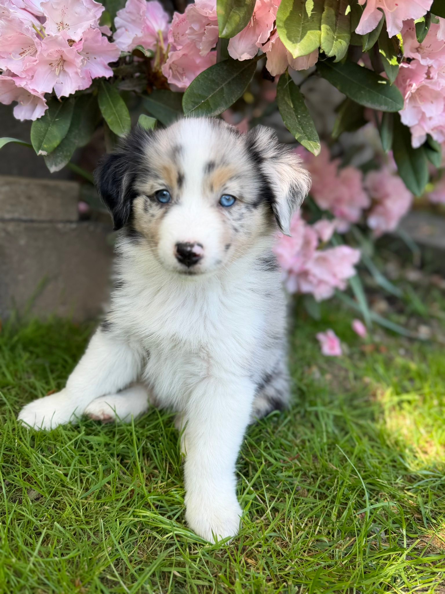 Past puppy