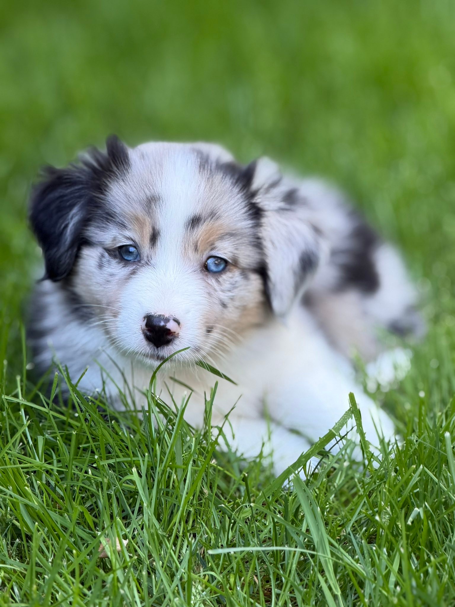 Past puppy