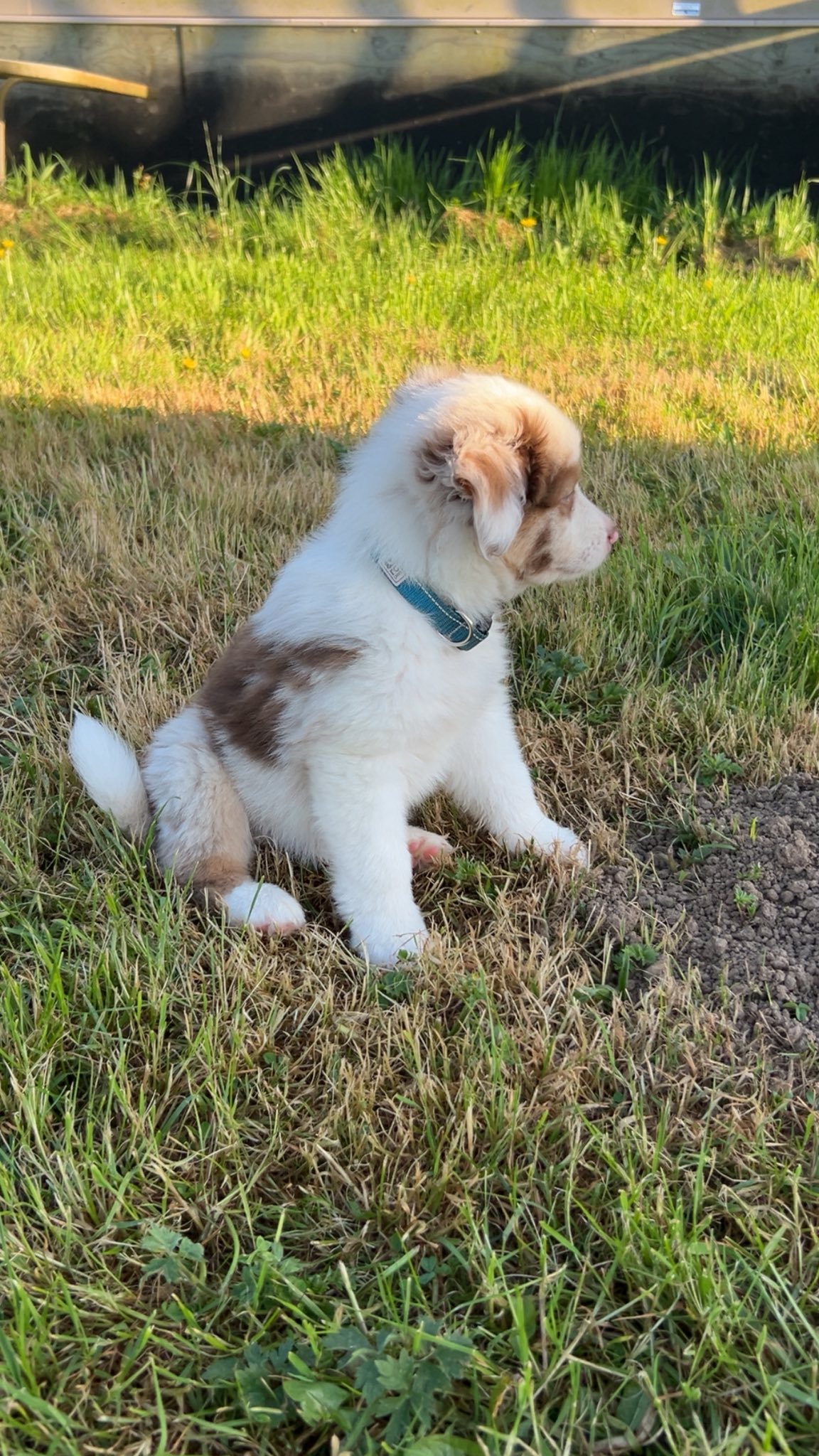 Past puppy