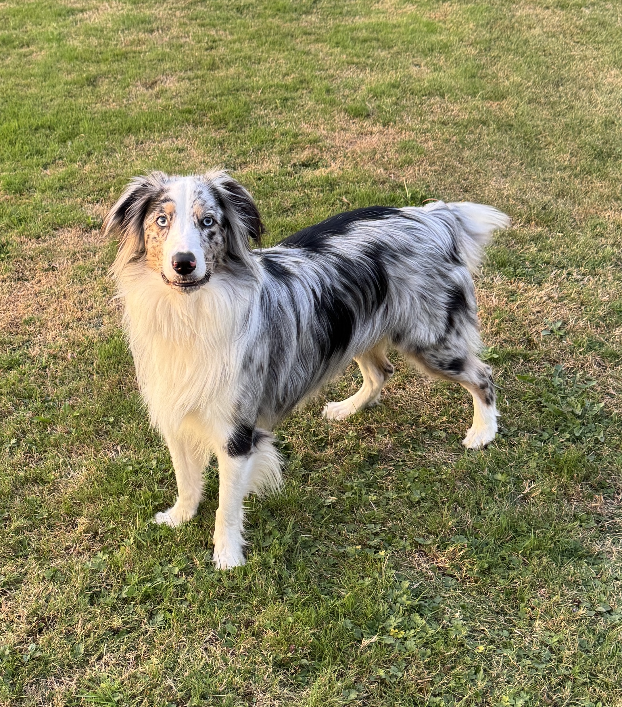Past puppy