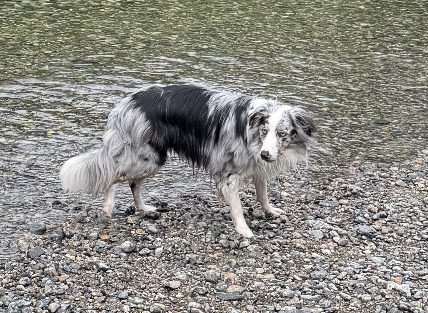 Past puppy