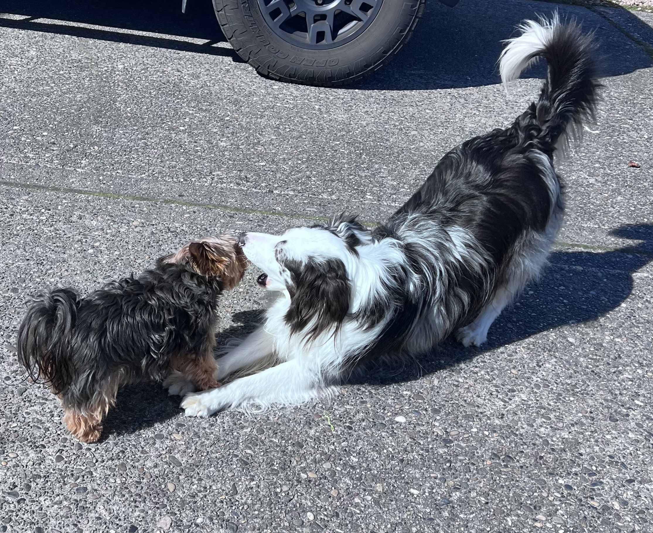 Past puppy