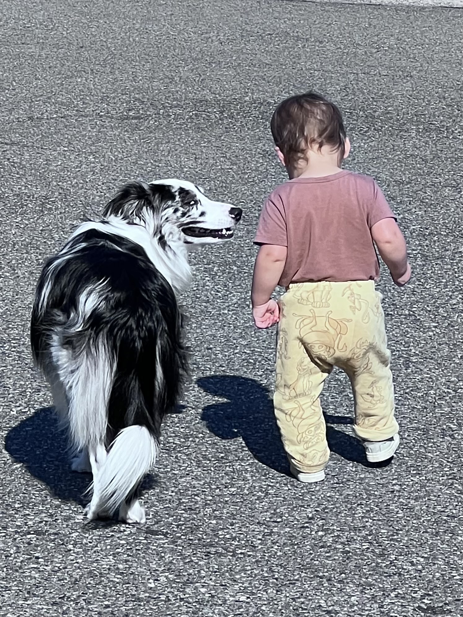 Past puppy