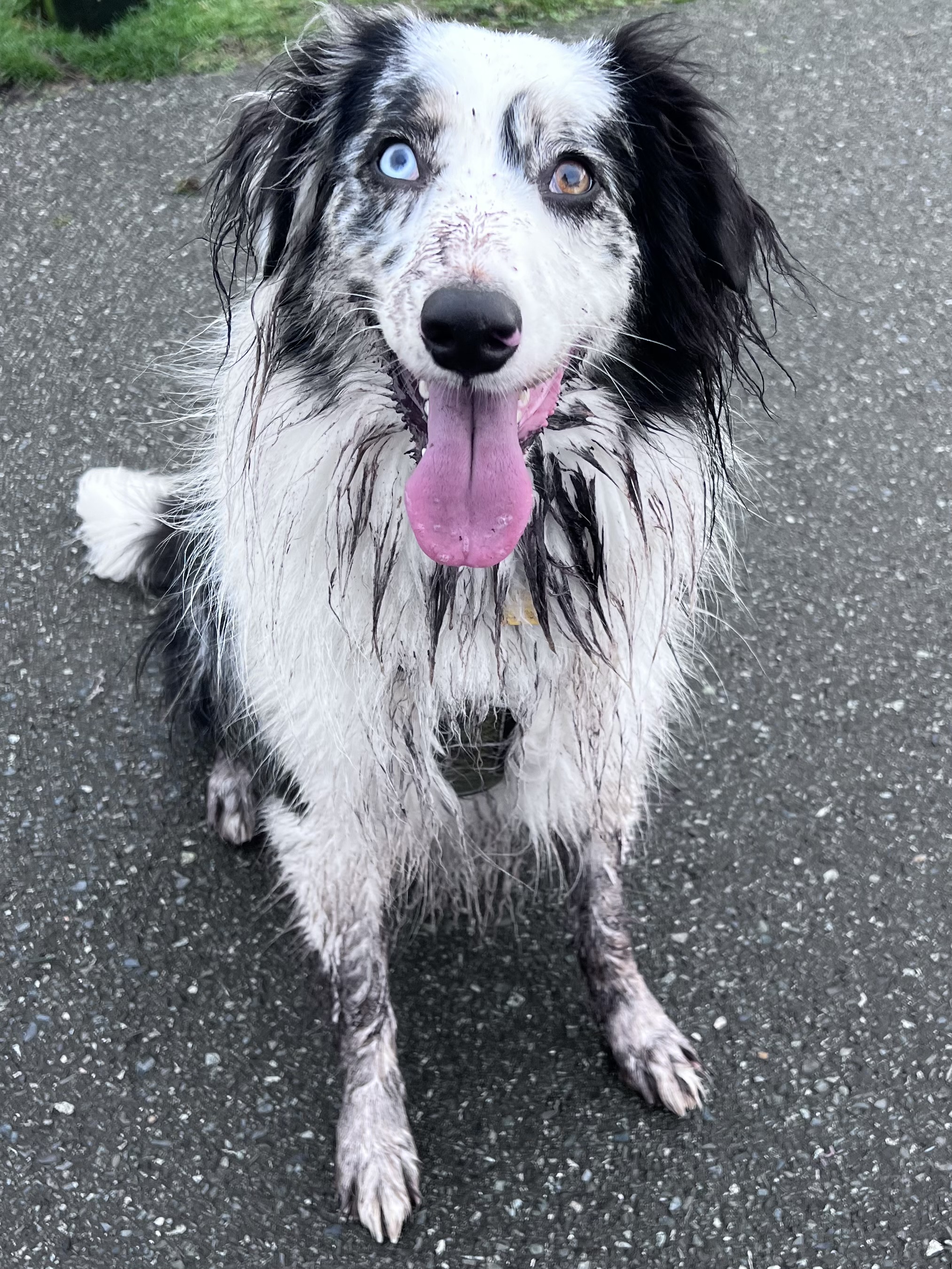 Past puppy