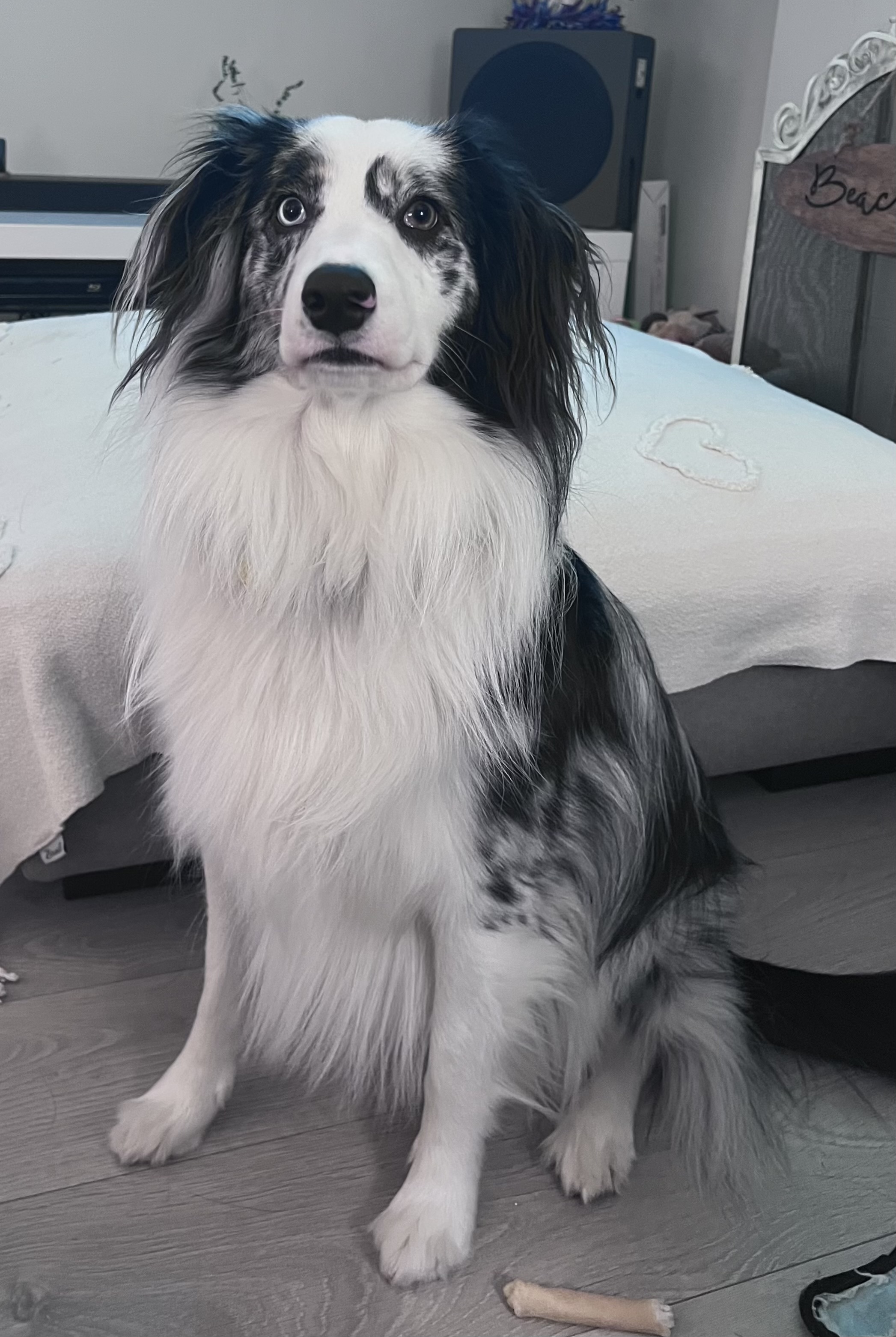 Past puppy