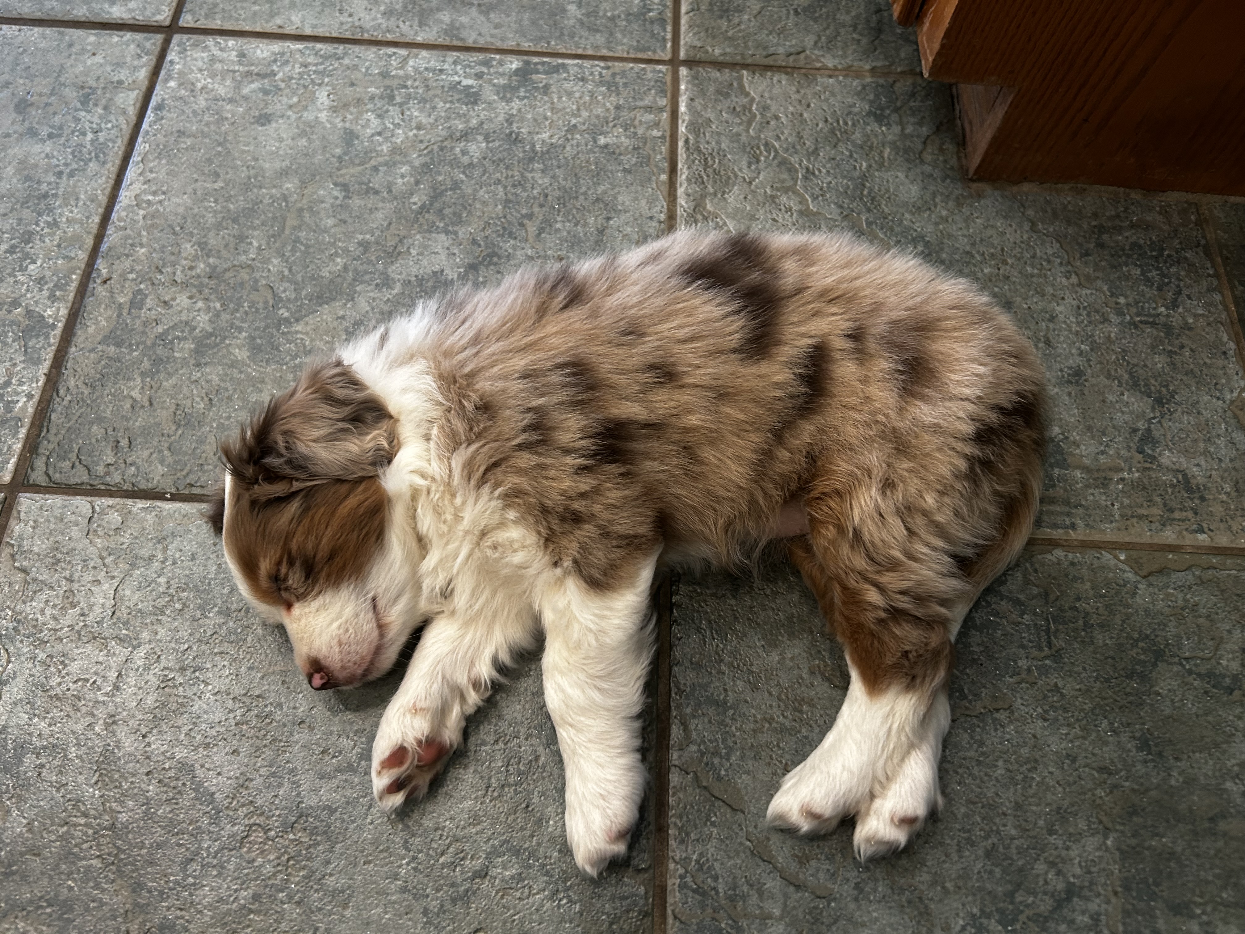 Past puppy