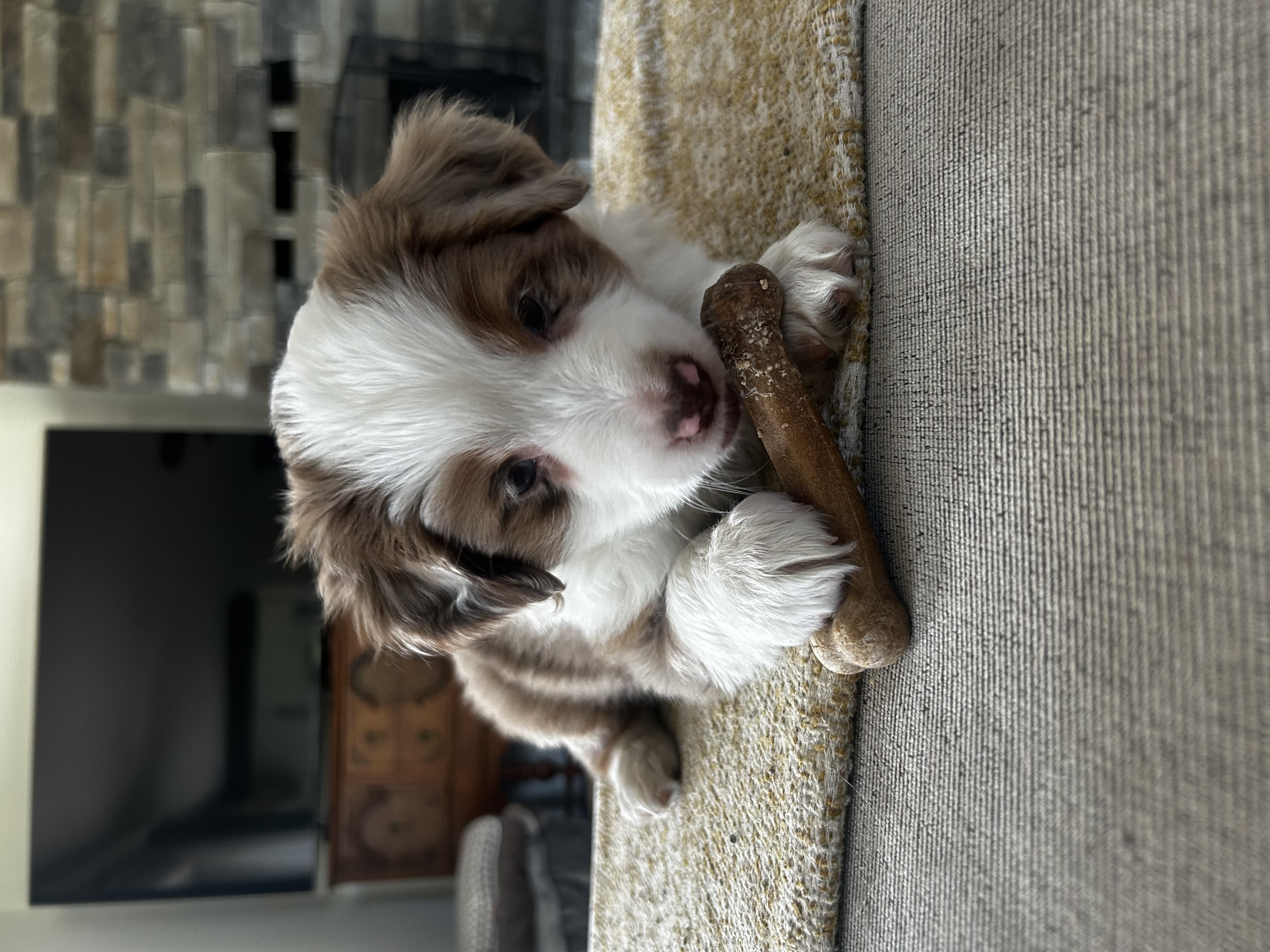 Past puppy