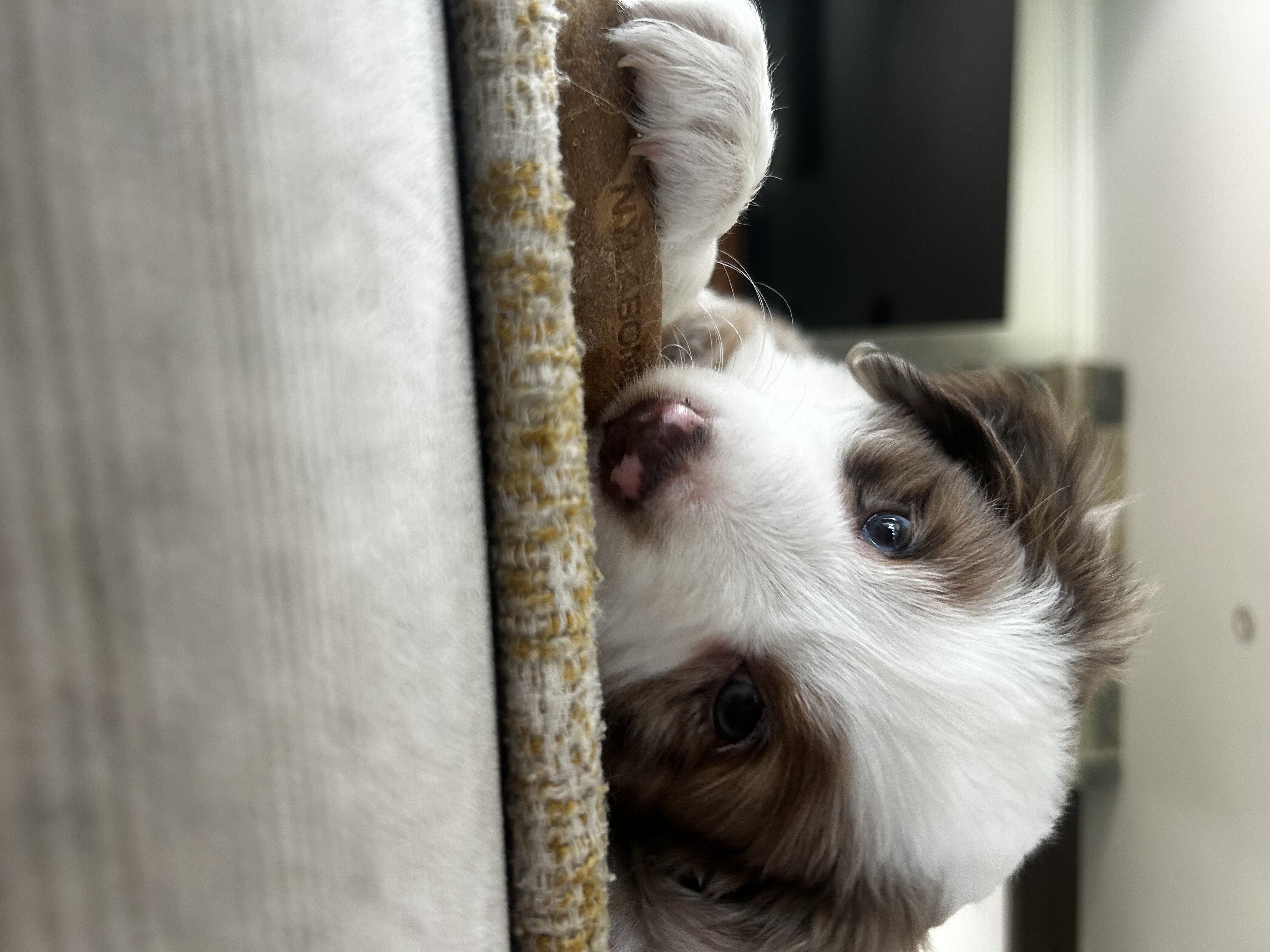 Past puppy