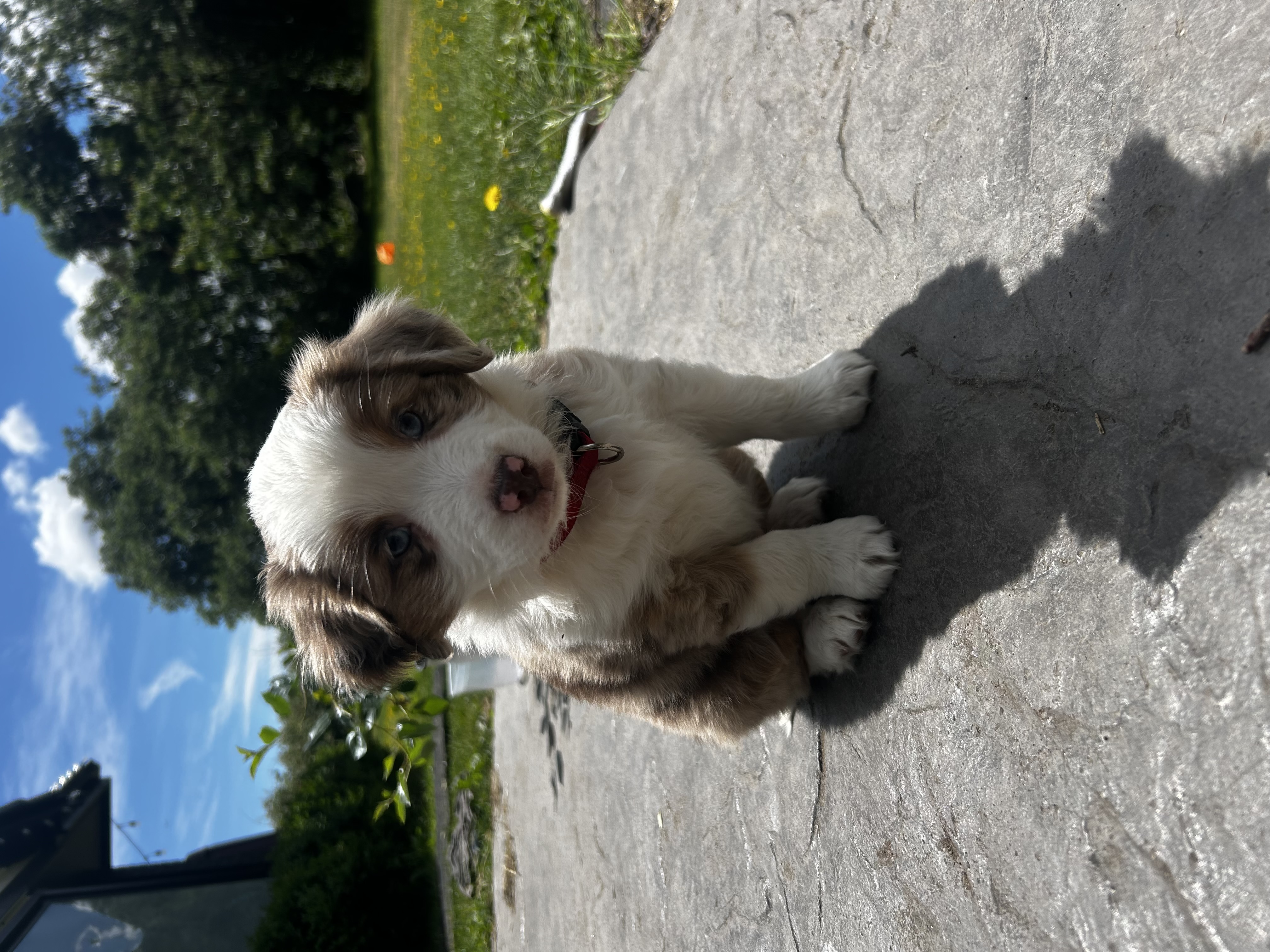 Past puppy