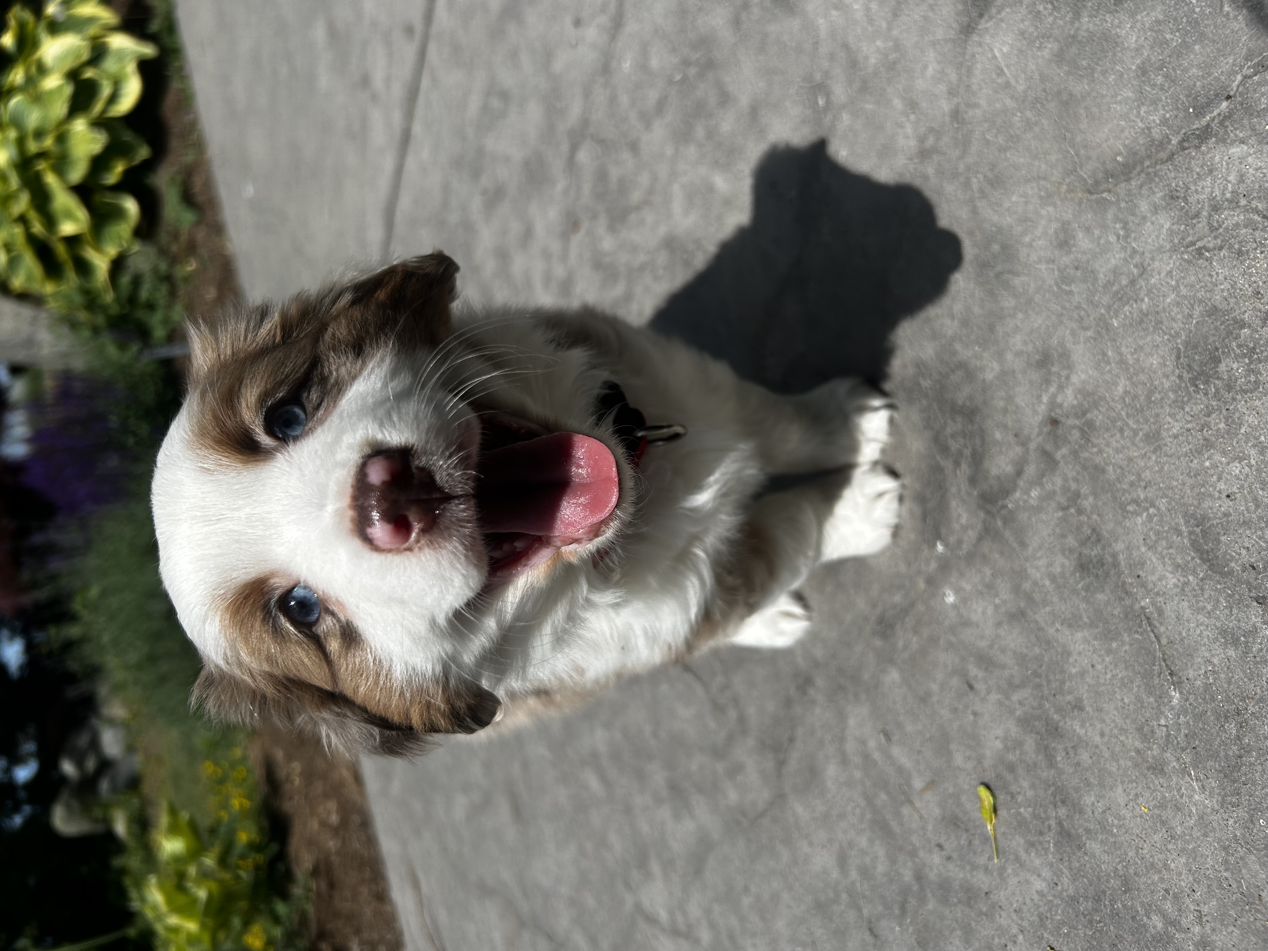 Past puppy