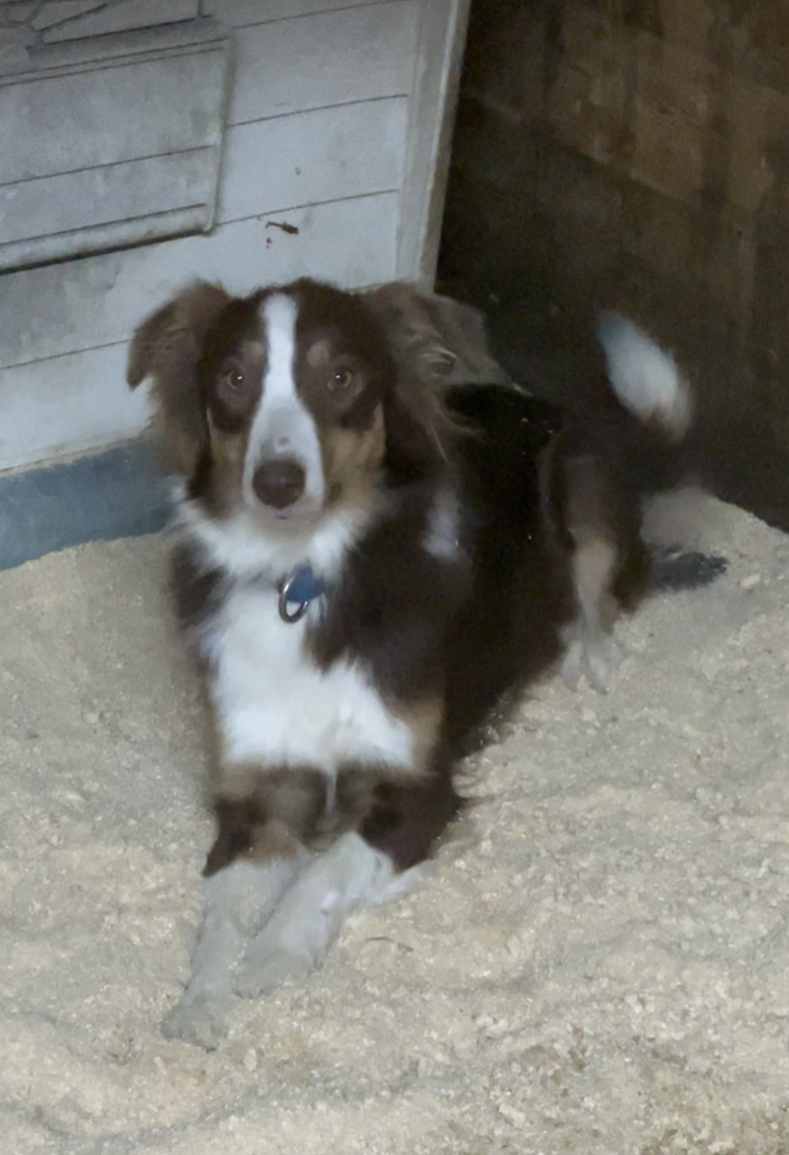Red and white mini aussie