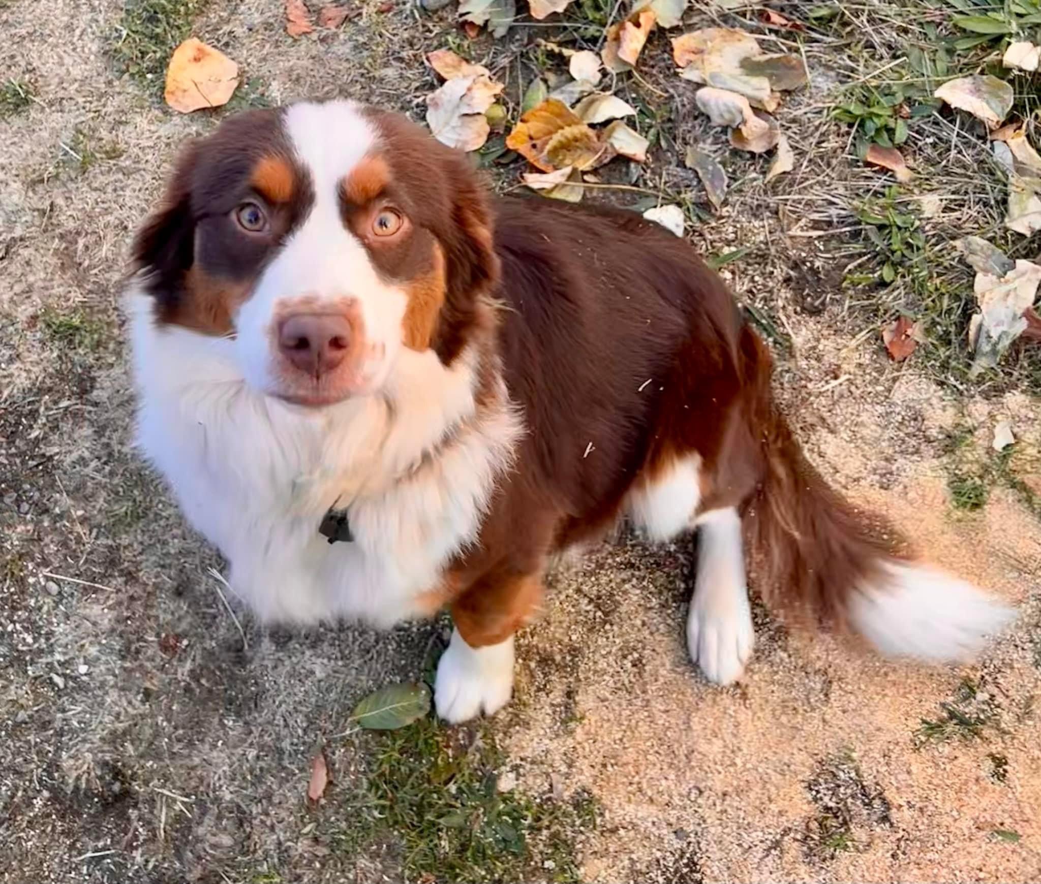 Red and white mini aussie