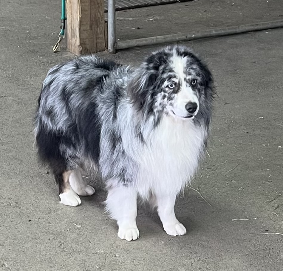 Blue merle mini aussie stud