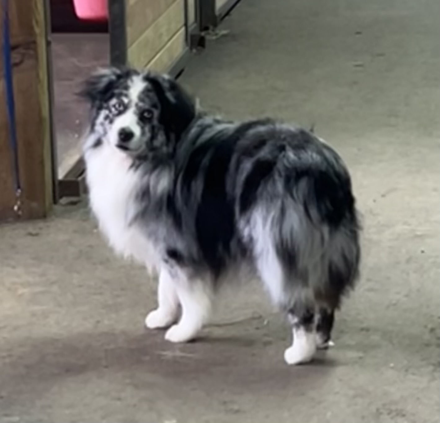 Blue merle mini aussie stud
