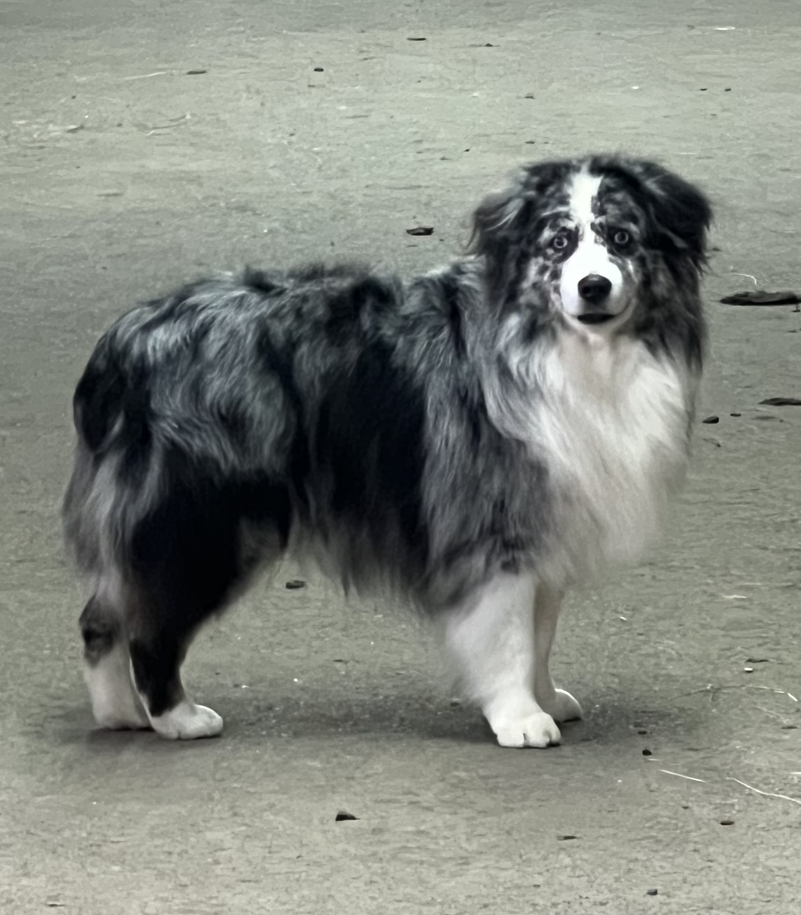 Blue merle mini aussie stud