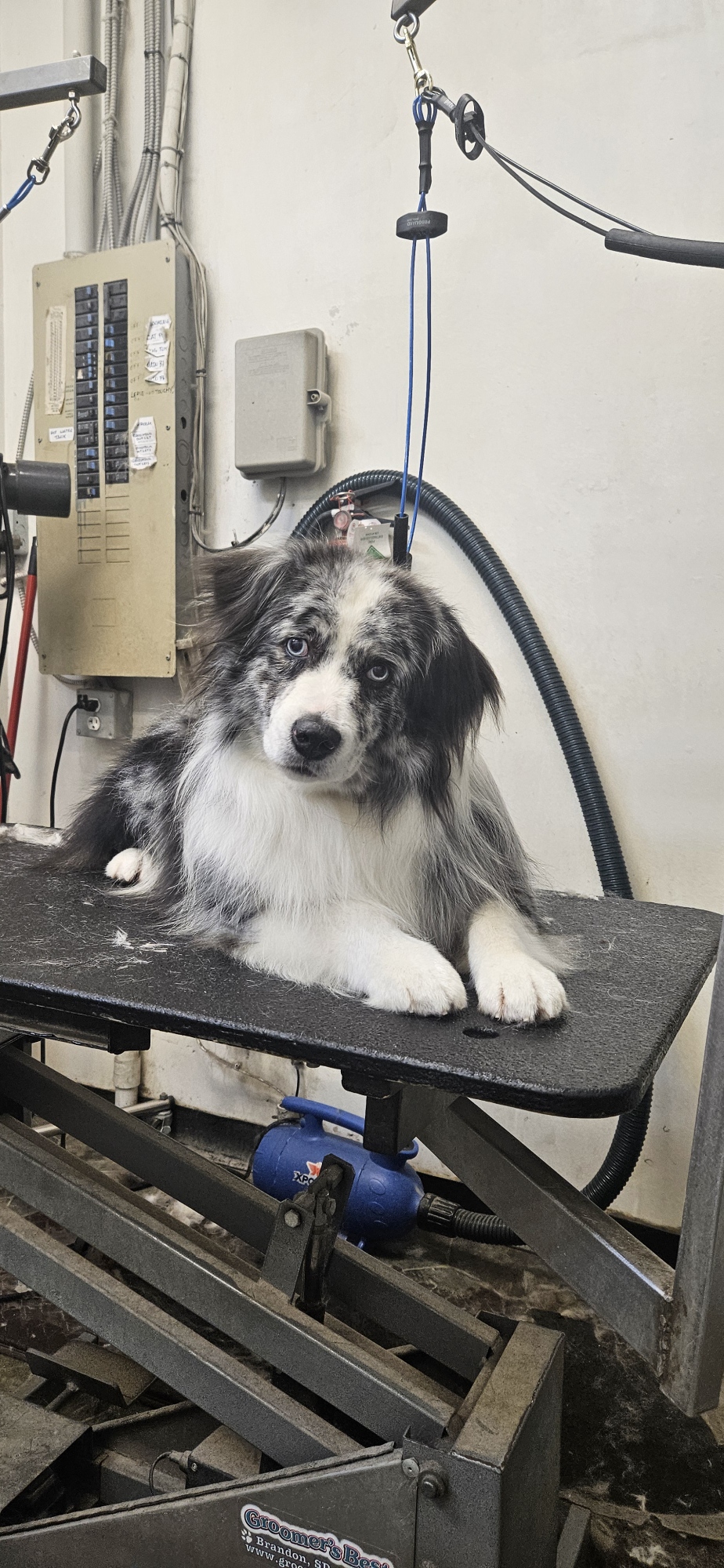 Blue merle mini aussie stud